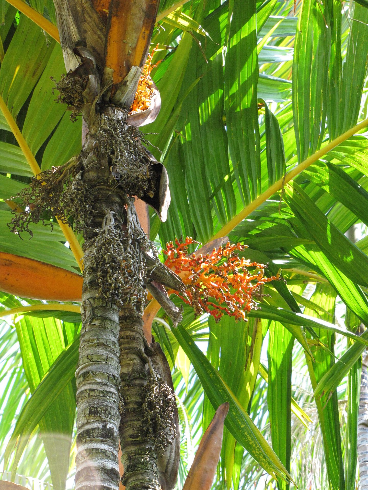 Areca palm leaves — raw material